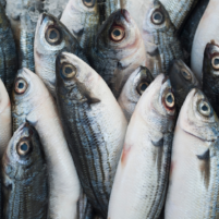 Pesce